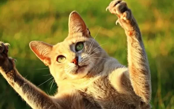 ¿Por qué es importante cortarle las uñas a tu gato?