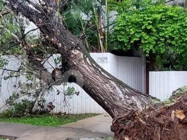 Alerta en la calle 121, vecinos reclaman que hay un árbol que se esta por caer