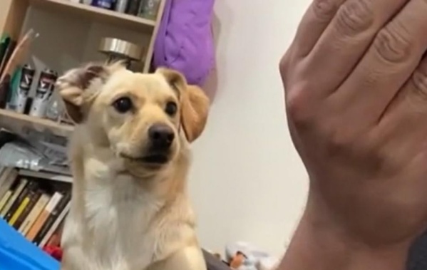 Once millones de corazones se derritieron con la tierna reacción de una perrita al “morder” a su dueño sin querer