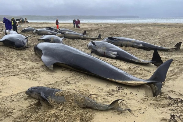 Murieron más de 50 ballenas en Escocia: quedaron varadas en una playa