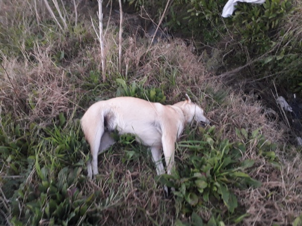 Aberrante: denuncian a un vecino que envenena perros en un barrio de La Plata