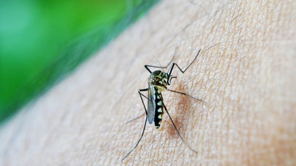 ¿Cuándo y en qué barrios de La Plata se realizará una fumigación contra el dengue?