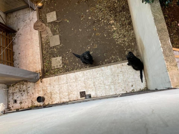 Dos perros quedaron abandonados y atrapados en un patio luego de que su dueño se fuera de un edificio de La Plata