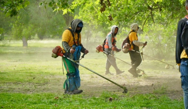 Avanza el plan de fumigación ante la invasión de mosquitos en La Plata: desmalezamiento y operativo puerta a puerta