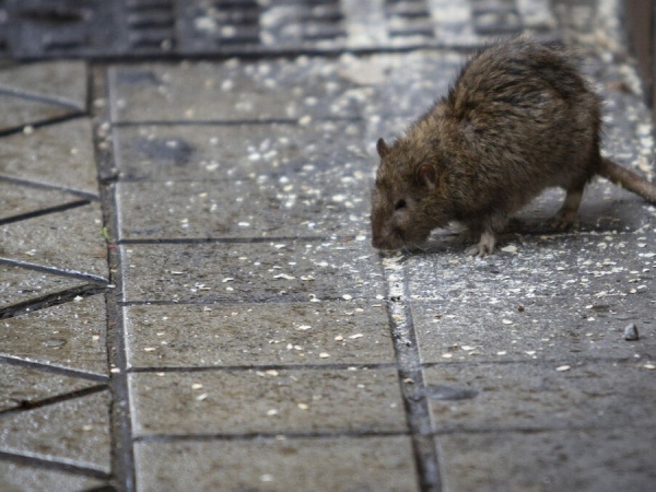 Vecinos y comerciantes de 1 y 60, denunciaron una "invasión de ratas"