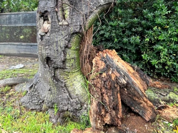 Afirman que hace años un árbol está "a punto de caerse" en City Bell