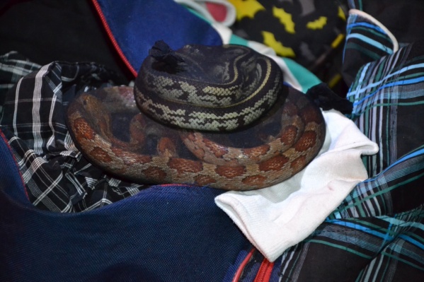 Transportaba 90 serpientes en su valija y quedó detenido