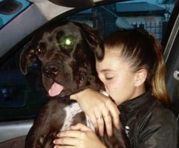 Le robaron el perro en La Plata y ofrece recompensa