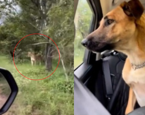 Hay que saber cuándo ser discreto: el encuentro entre un perro y un tigre generó miles de reacciones