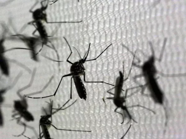 Los casos de dengue en La Plata se duplicaron durante la última semana