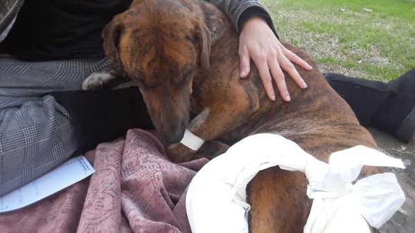 "Rifa solidaria por Frida", la iniciativa de una joven platense para pagarle el tratamiento a una perra rescatada