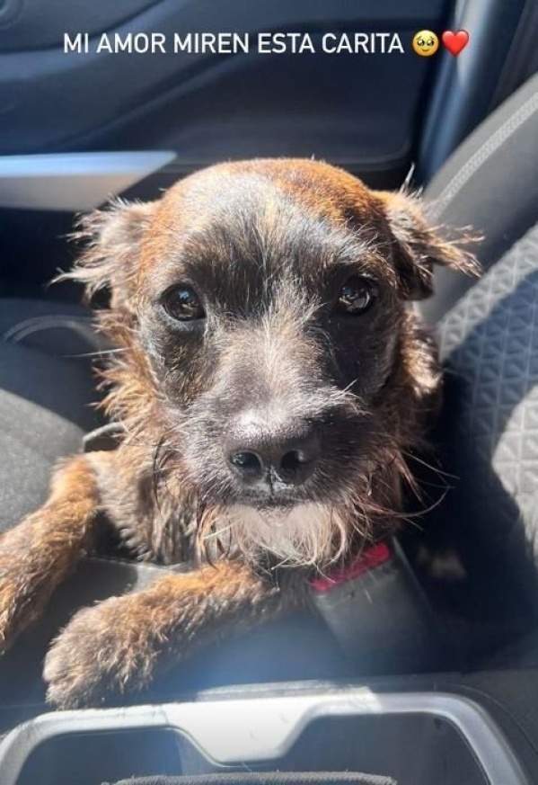 Maltrato animal en Villa Elvira