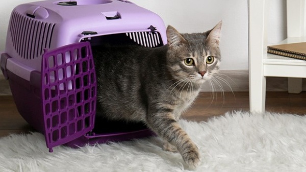 Cómo habituar a un gato a viajar: los mejores tips