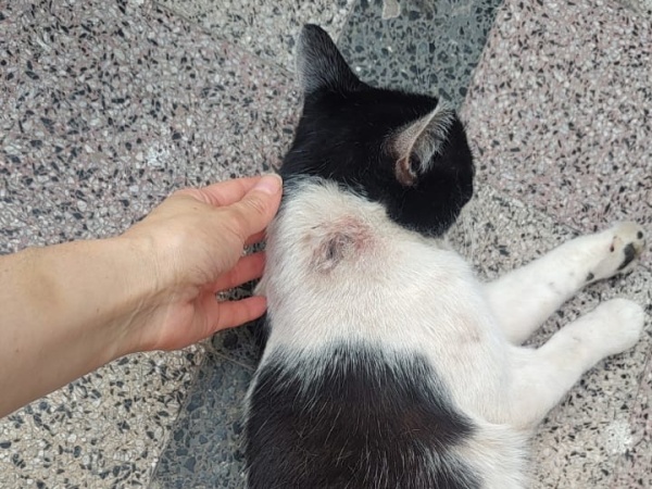 Denunciaron a un hombre de La Plata por maltrato animal: aseguran que se divierte disparando a los gatos