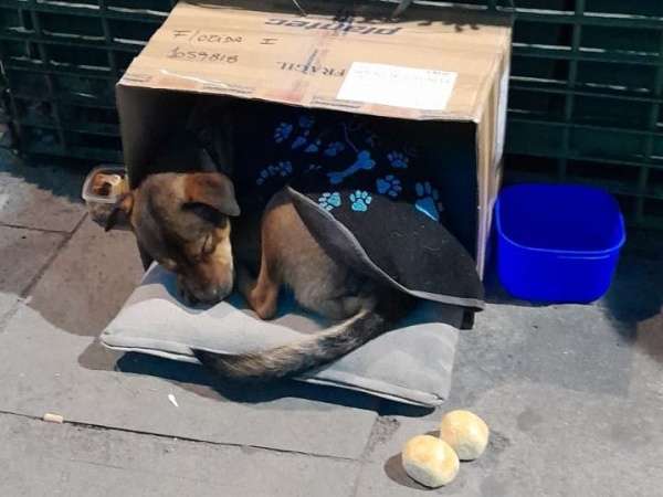 Un cachorro abandonado lo cautivó, lanzó una emocionante campaña para darle un hogar y se volvió viral