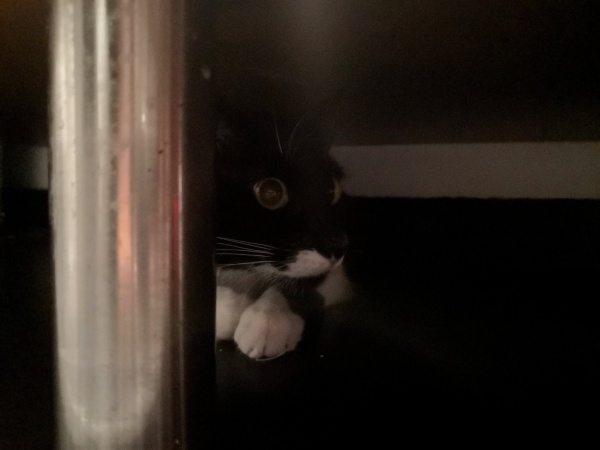 Esperaba a sus gatos para dormir, pero una incre&iacute;ble aparici&oacute;n los dej&oacute; durmiendo afuera