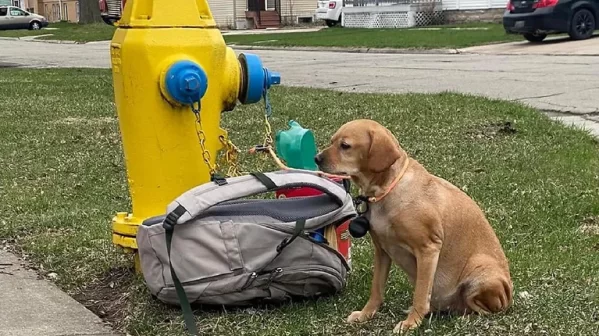 Una mujer abandonó a su perra por estar enferma pero le dejó una mochila con sus juguetes favoritos