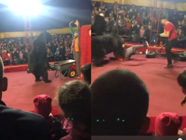 Un oso atacó a su domador en plena función de circo y quedó registrado en un video
