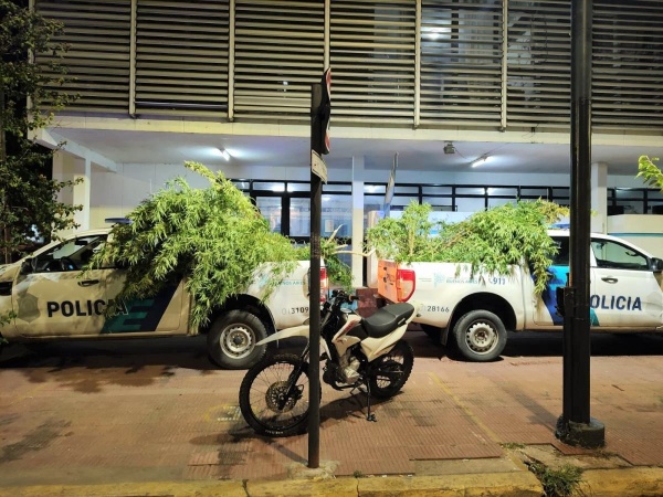 Quisieron robar plantas de marihuana en La Plata y fueron detenidos