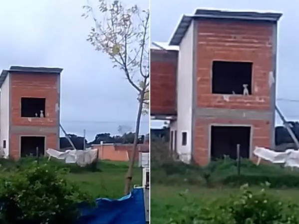 Buscaba a sus perros y los encontró en el lugar menos pensado: "Les va bien"