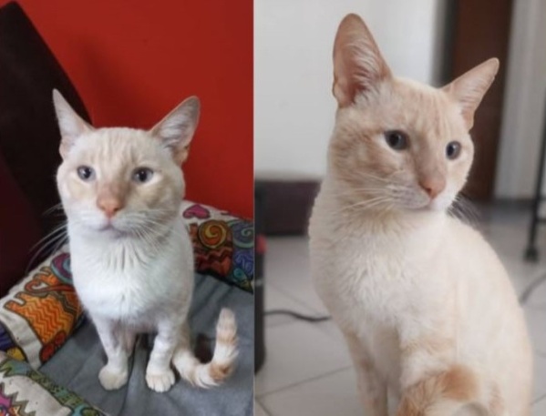 Limón: el gato de tres patas de La Plata tuvo una milagrosa recuperación y ahora busca tránsito