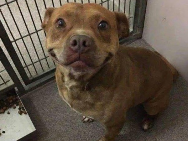 Su sonrisa y el anuncio de un refugio de La Plata pidiendo una oportunidad llevaron al rescatista a adoptarlo