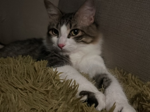 El gatito con "complejo de padre presente" llenó de amor las redes sociales