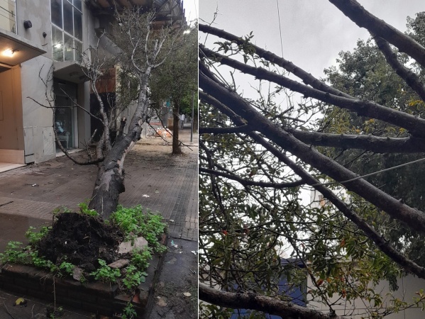 Un árbol cayó en pleno centro de La Plata y quedó enganchado a un cable de luz