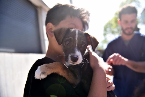 Campaña de vacunación veterinaria en cuatro localidades de La Plata