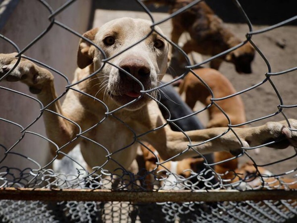 Maltrato animal: Rescataron cachorros maltratados en La Plata