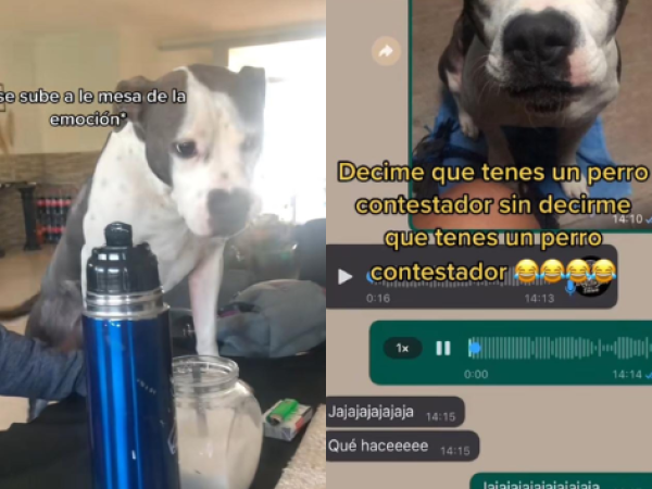 ¿Perro o nene? Una platense compartió videos de como habla su perro y en las redes se volvieron locos
