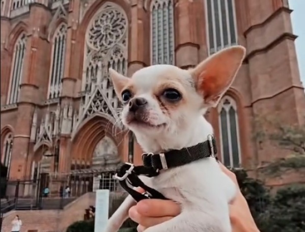 Sopapa, el perrito tiktoker que recorre lugares gastronómicos de La Plata