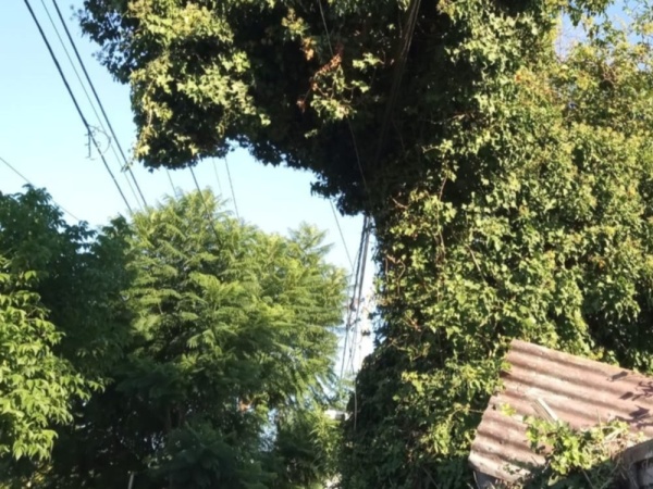 Un árbol a punto de caerse mantiene en vilo a un barrio de La Plata: "Es un riesgo"