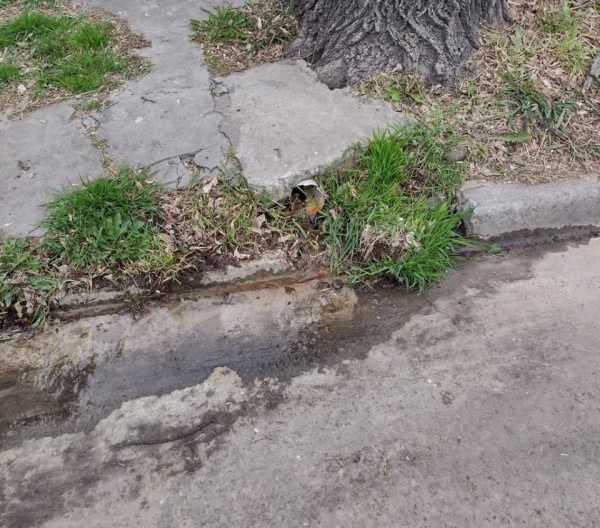 Desde hace meses vecinos de La Plata reclaman por la perdida de un desagüe: "Es un asco el olor"