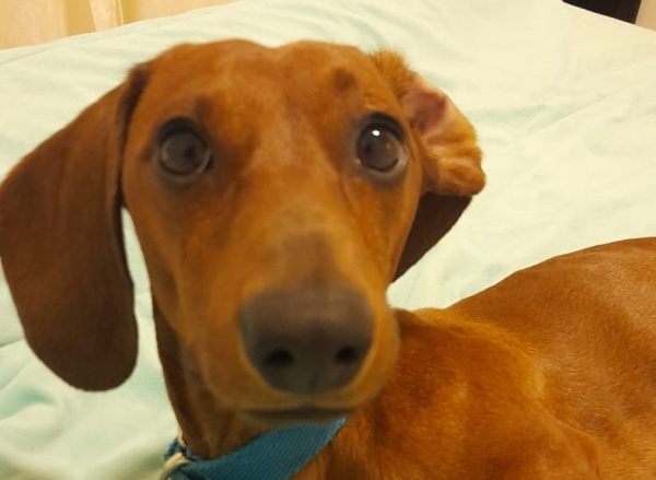 “Mira lo que me viene a hacer el perro”: un joven subió a su mascota a la cama, se encontró con un desastre y se hizo viral