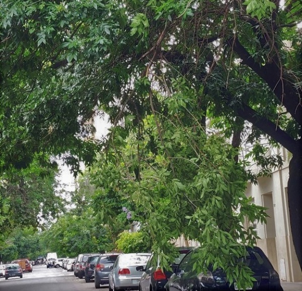 Vecinos de 55 y 2 piden que corten una rama que qued&oacute; colgando producto del temporal