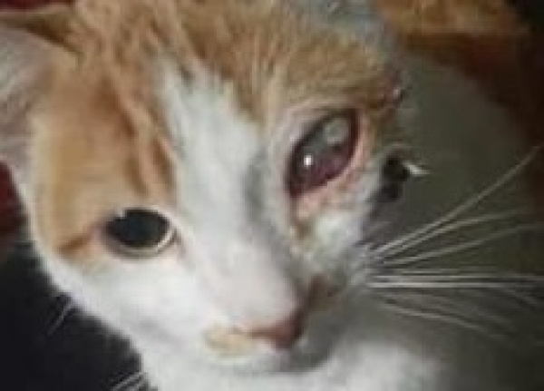 Fue abandonado a su suerte, quedó ciego de un ojo y ahora busca una familia que lo ame