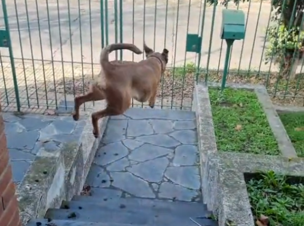 “La rutina más alegre”: una perra se sabe el horario en que la pasa a buscar el paseador y se hizo viral