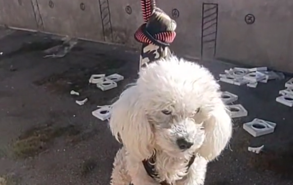 “El rescate de la pelota perdida”: un perro perdió su juguete favorito y se disfrazó de agente para recuperarlo