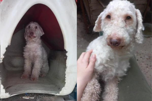 “Ahora tengo una perra traumada”: una joven decidió cortarle el pelo a su mascota porque “salía caro” y se hizo viral