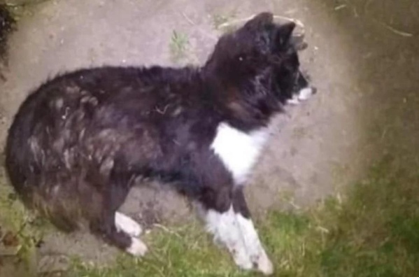 El perro baleado en Los Hornos tiene &quot;estado reservado&quot; y su dueña busca un líquido clave para su alimentación