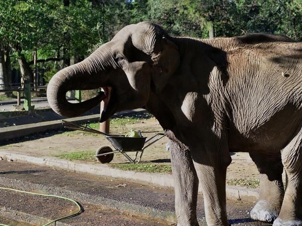 Habrá un &quot;Día del Maltrato Animal&quot; en La Plata en recuerdo de la elefanta Pelusa