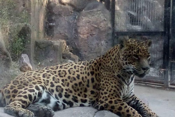 Proteccionistas pidieron urgente liberación de los animales que aún quedan en Zoo de La Plata