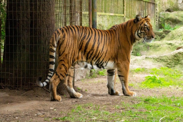 Liberaron del Bioparque platense a la tigresa Colón e irá a un santuario de Sudáfrica