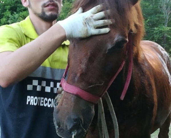 Gracias a denuncias vecinales, rescataron a seis caballos que eran maltratados en La Plata