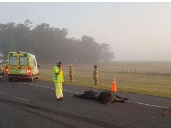 Un toro suelto provoc&oacute; un triple choque en la Ruta 2
