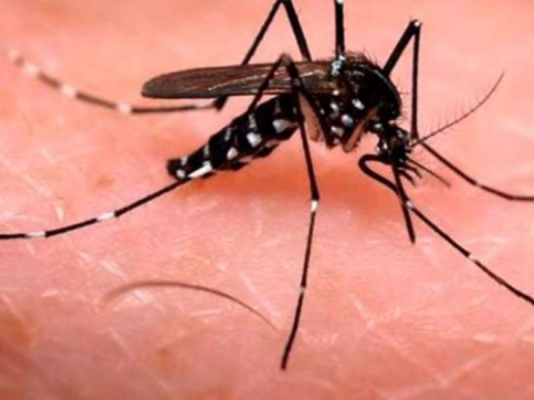 Recomiendan el uso de repelentes para prevenir el dengue a quienes viajen a Paraguay