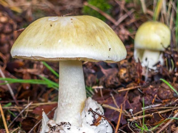 Córdoba: un turista comió el &quot;hongo de la muerte&quot; y lucha por su vida