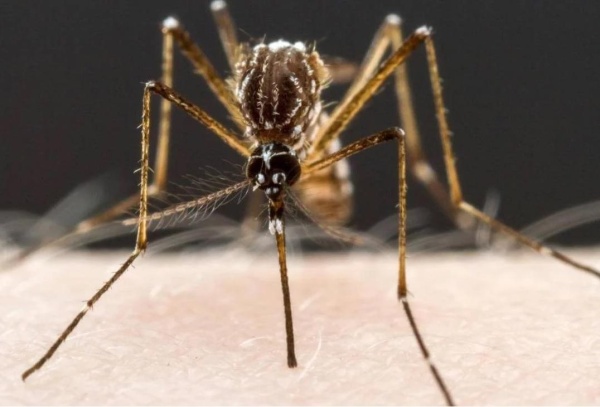 Dengue: La Municipalidad escasea en fumigación y ya hay 16 casos confirmados en La Plata