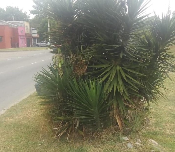 Vecino plantó arbustos en la rambla de 72 y temen por posibles accidentes
